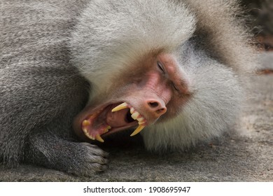 Hamadryas baboon (Papio hamadryas). Wildlife animal.