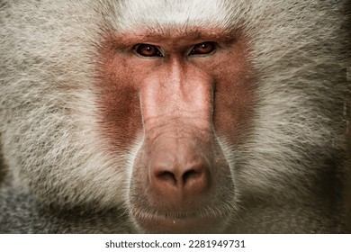 The hamadryas baboon is a species of baboon within the Old World monkey family.