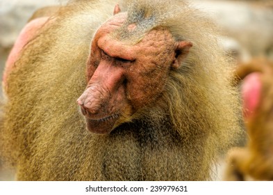 Hamadryas baboons (Papio hamadryas) 