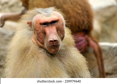 Hamadryas baboons (Papio hamadryas) 