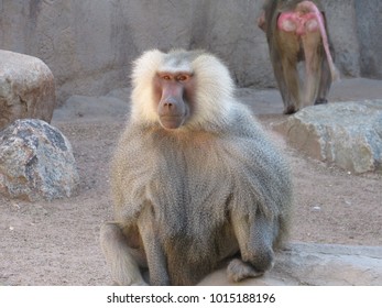 Hamadryas Baboons (Papio hamadryas) in zoo exhibit