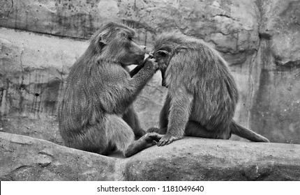 Hamadryas baboons. Two baboons sit on a rock and take care of each other. Wildlife. Close-up portrait. Wild animals. Black and White Photography.