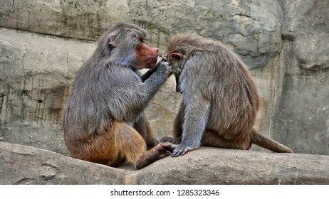 Hamadryas baboons. Two baboons sit on a rock and take care of each other. Wildlife. Close-up portrait. Wild animals.