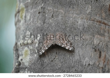 Hamadryas feronia, the blue cracker or variable cracker, is a species of cracker butterfly in the family Nymphalidae. Baturité - Ceará, Brazil, South America.