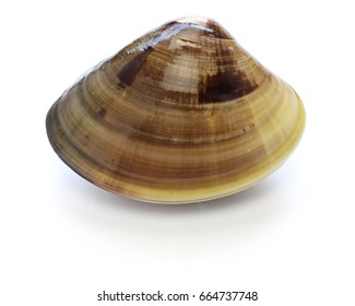 ハマグリ の画像 写真素材 ベクター画像 Shutterstock