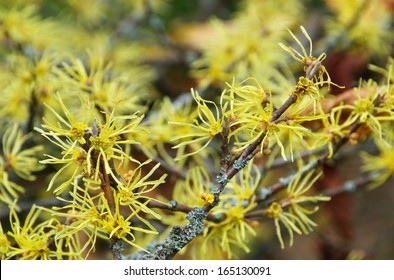 Hamamelis Virginiana 