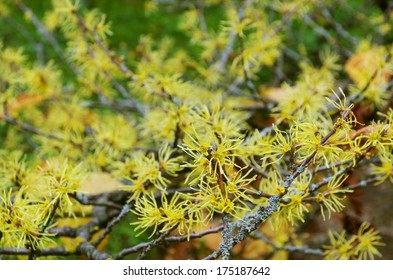 Hamamelis Virginiana 