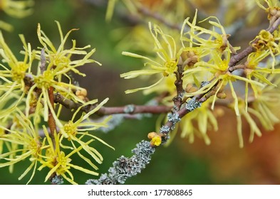 Hamamelis Virginiana 