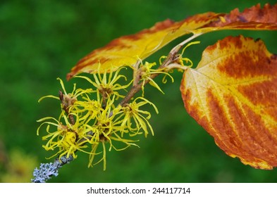 Hamamelis Virginiana 