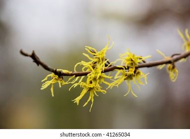 Hamamelis Virginiana