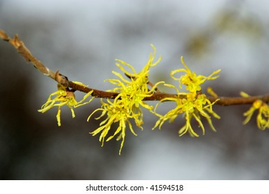 Hamamelis Virginiana