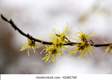 Hamamelis Virginiana