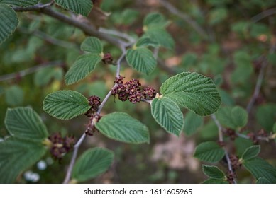 Hamamelis Virginiana Branch With Fresh Leaves 