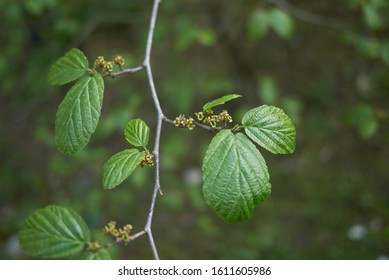 Hamamelis Virginiana Branch With Fresh Leaves 