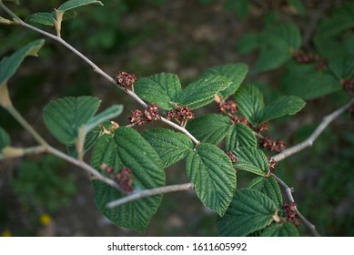 Hamamelis Virginiana Branch With Fresh Leaves 