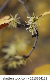 Hamamelis Virginiana. Yellow Flowers On A Branch With Yellow Leaves.