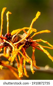 Hamamelis x Intermedia 'Aphrodite' (Witch Hazel) a winter spring flowering shrub plant which has a highly fragrant springtime yellow orange flower and leafless when in bloom stock photo image