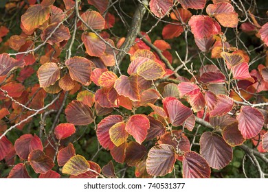 Hamamelis x intermedia  'Ruby Glow'