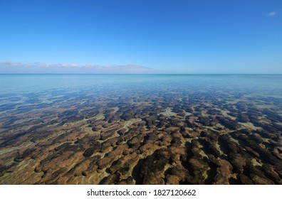 Hamelin Pool Marine Nature Reserve