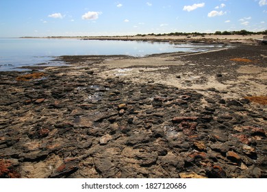 Hamelin Pool Marine Nature Reserve