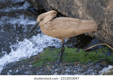 A Hamerkop looks for breakfast at an African river. - Shutterstock ID 2312053047