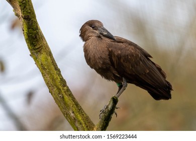 Hamerkop Perced On A Broken Tree Limb