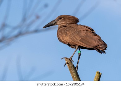 Hamerkop Perched On A Broken Tree Limb	