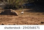 Hamerkop (Scopus umbretta) at a watering hole in Pilanesberg National Park, Rustenburg, South Africa