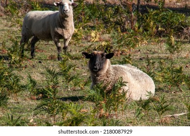 Hamilton Australia, black faced sheep in field