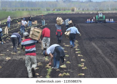 Hamlin, NY/USA--March, 2011. Farmworkers Planting Onions.