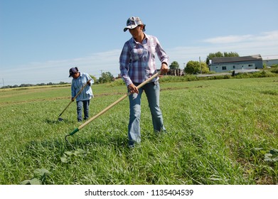 Hamlin, NY/USA-May, 2012. Female Farmworkers Weeding A Field.