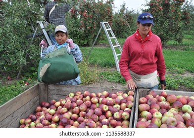 Hamlin, NY/USA--October, 2011. Female Farmworkers Harvesting Apples.