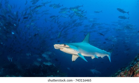 Hammerhead Shark