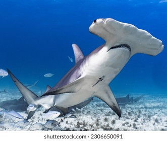 Hammerhead shark in Bimini Bahamas
