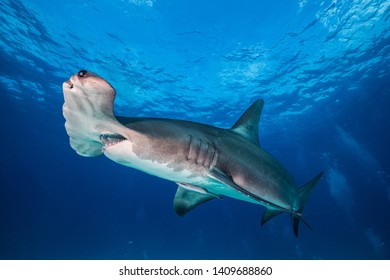 Hammerhead Shark Clear Water Miami Stock Photo 1409688860 | Shutterstock