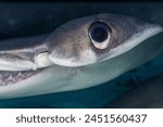 Hammerhead shark eye close up