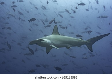 Hammerhead Shark With Fish At Darwin Island, Galapagos