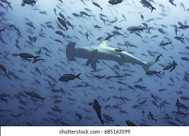 Hammerhead Shark With Fish At Darwin Island, Galapagos