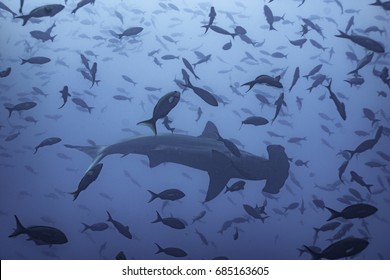 Hammerhead Shark With Fish At Darwin Island, Galapagos