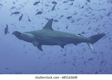 Hammerhead Shark With Fish At Darwin Island, Galapagos