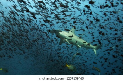 Hammerhead Shark In Galapagos