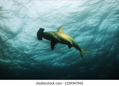 A Hammerhead Shark In Galapagos