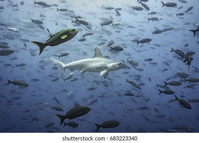 Hammerhead Shark, Galapagos