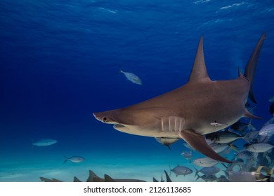 A Hammerhead Shark With Jack Fish