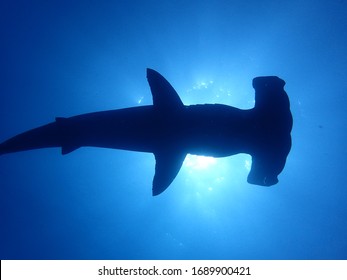 Hammerhead Shark Silhouette Galapagos Islands