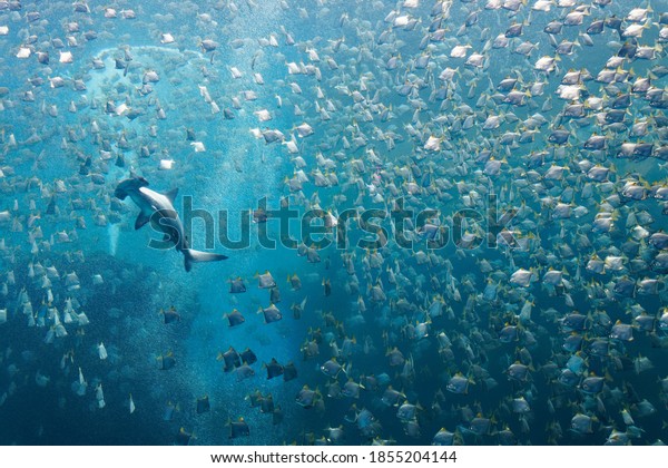 A hammerhead shark swimming amid a shoal of silver
moony fish (or diamondfish), which are trying to escape from the
ferocious predator, in the huge aquarium of Xpark in Landmark
Plaza, Taoyuan, Taiwan