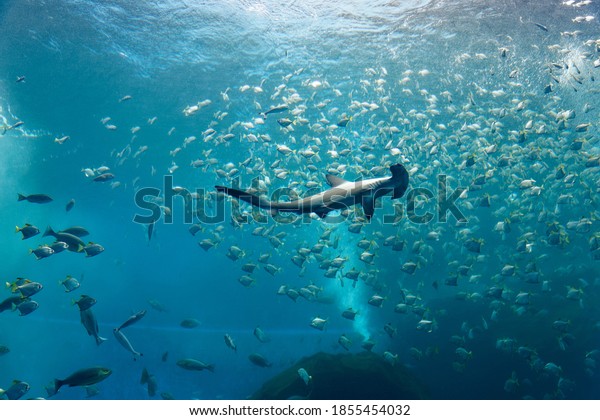 A hammerhead shark swimming amid a shoal of silver\
moony fish (or diamondfish), which are trying to escape from the\
ferocious predator, in the huge aquarium of Xpark in Landmark\
Plaza, Taoyuan, Taiwan