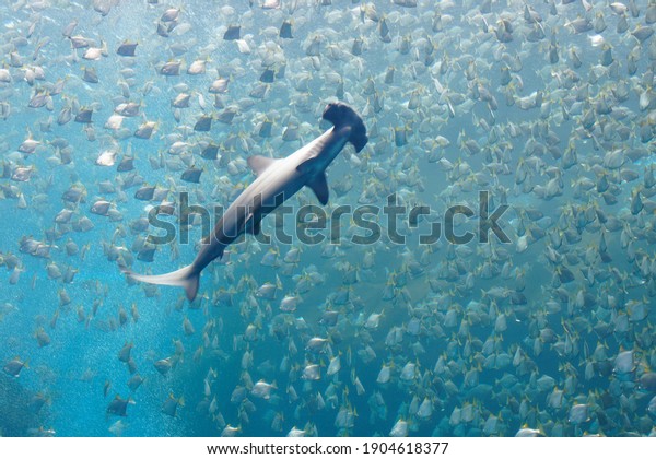 A hammerhead shark swimming amid a shoal of silver moony\
fish (or diamondfish), which are trying to escape from the\
ferocious predator, in the huge Xpark Aquarium, in Zhongli,\
Taoyuan, Taiwan 