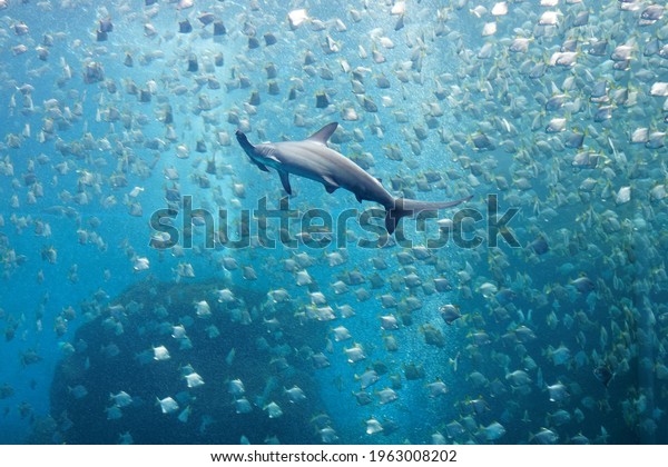 A hammerhead shark swimming among a shoal of\
silver moony fish (or diamondfish), which are trying to escape from\
the ferocious predator, in the huge Xpark Aquarium, in Zhongli,\
Taoyuan City, Taiwan