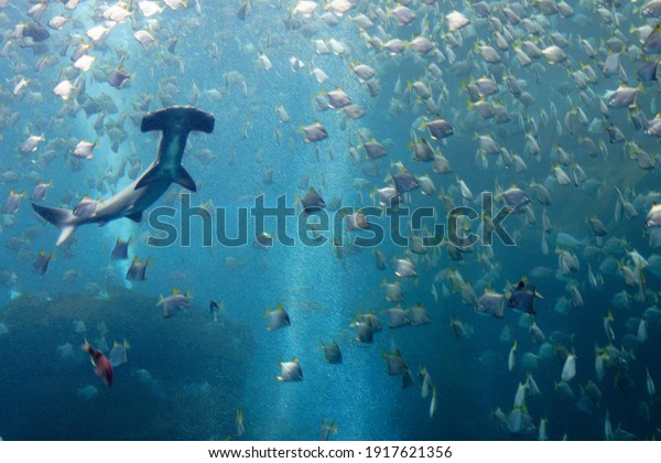 A hammerhead shark swimming and hunting amid a\
shoal of silver moony fish (or diamondfish), which are trying to\
escape from the ferocious predator, in the huge Xpark Aquarium,\
Zhongli, Taoyuan, Taiwan